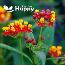 Mexican butterfly weed for sale  DONCASTER