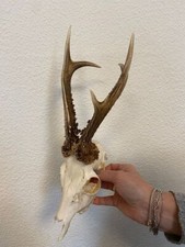 Rehbock rehgeweih geweih gebraucht kaufen  Coesfeld