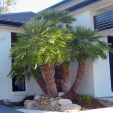 Chamaerops humilis vulcano for sale  SHEFFIELD