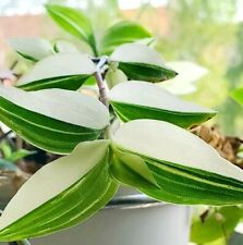 Fluminensis variegata white gebraucht kaufen  Nürnberg