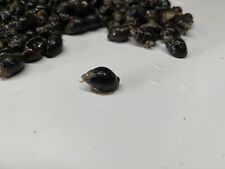 Nassarius live saltwater for sale  USA