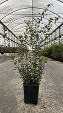 Albero sughero reali usato  Pontinia