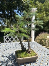 Spruce bonsai deadwood for sale  San Carlos