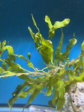 Caulerpa prolifera marine for sale  STOKE-ON-TRENT