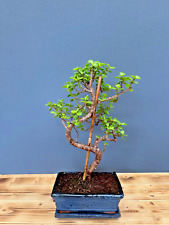 Zimmerbonsai bonsai jadebaum gebraucht kaufen  Böhl-Iggelheim