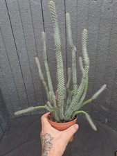 Euphorbia baloensis big usato Euphorbia baloensis big usato  Casatenovo