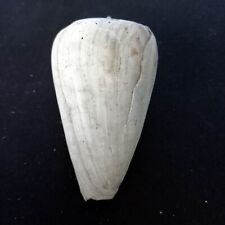 Conus betulinoides géant usato  Italia