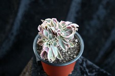 Aeonium sunburst crested for sale  CHERTSEY
