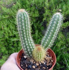 Arrojadoa bahiensis cactus d'occasion  Servian
