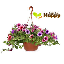 Petunia veined mix for sale  DONCASTER