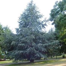 Cedrus atlantica glauca for sale  NEWRY