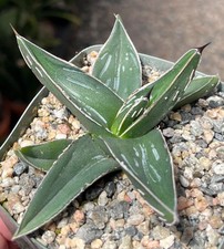 Agave nickelsiae aka for sale  Encinitas