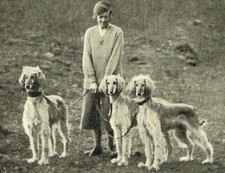 Mrs lance saluki for sale  WORCESTER