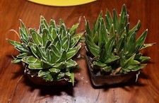 Agave victoria reginae. for sale  Benson