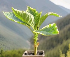 Brugmansia snowbank litre for sale  ELY
