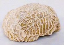 Dried white fossilized for sale  Morrison