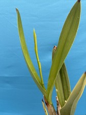 Laelia gloriosa coerulea for sale  San Francisco