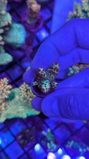 Acropora sp. o.g for sale  RUGBY