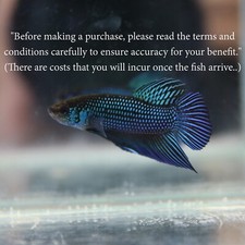 Aquarium betta live for sale  Shipping to Ireland
