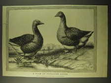 1887 illustration pair for sale  Madison Heights