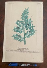 botanica usato botanica usato Italia