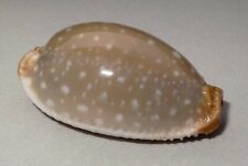 Meeresschnecke cypraea limacin gebraucht kaufen  Illertissen