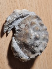 Crabe fossile zanthopsis d'occasion  Sessenheim