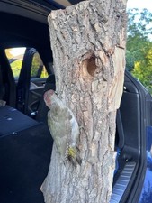 Taxidermy woodpecker log for sale  CANTERBURY