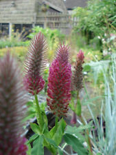 Trifolium rubens red for sale  MARCH