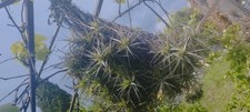 Tillandsia filles air d'occasion  Cagnes-sur-Mer