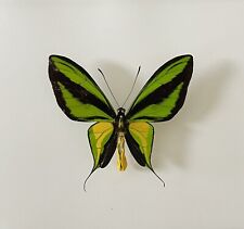 Ornithoptera paradisea borchi d'occasion  Paris X