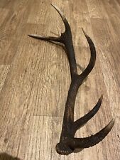 Large red deer for sale  BRIDGE OF ORCHY