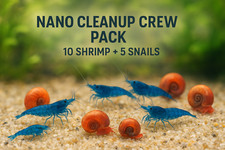 Wholesale shrimp snail for sale  Spokane