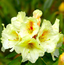 Rhododendron hybride goldbuket gebraucht kaufen  Uplengen