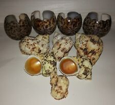 Collection sea shells for sale  KEIGHLEY