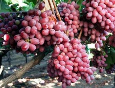 Scarlotta seedless kernlose gebraucht kaufen  Düsseldorf
