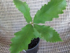 Chesnut oak trees for sale  Charlotte