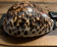 Gigantic cypraea tigris for sale  Kailua Kona