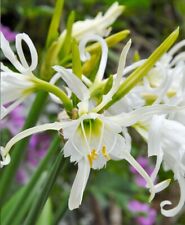 Garden cottage hymenocallis for sale  DAGENHAM