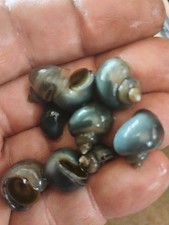 purple mystery snails for sale purple mystery snails for sale Williamsburg