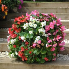 Begonia giant lotto for sale  IPSWICH