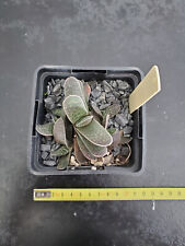 Gasteria orange d'occasion  Perpignan-