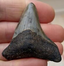 Megalodon tooth 2.09 for sale  BURGESS HILL