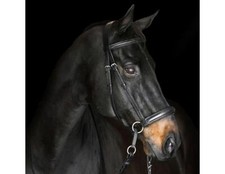 Bitless bridle cook gebraucht kaufen  Aachen