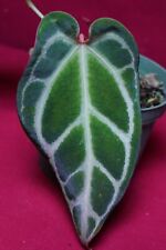 Anthurium magnificum crystalli for sale  Center Hill