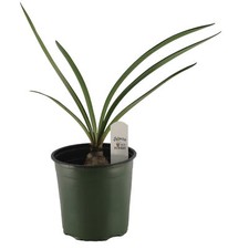 Flowerpotnursery assorted amar for sale  Loranger