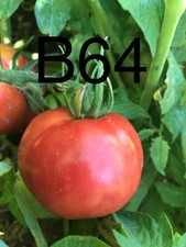 Graine tomate taille d'occasion  La Pacaudière