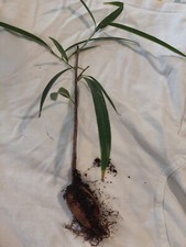 Ficus alii long for sale  MILTON KEYNES