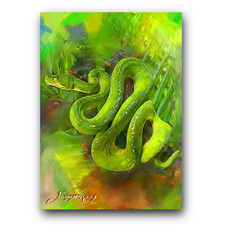 tree green python for sale  Pasco