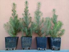 Pinus pinea pino usato  Ardea